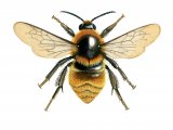 Bumblebee (Great yellow) Bombus distinguendus IN001