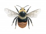 Bumblebee (Mountain) male Bombus monticola  IN003