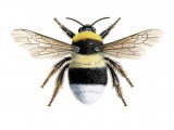Bumblebee (Small heath) Bombus jonellus IN002