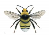 Bumblebee (White-tailed) (male) Bombus lucorum IN002