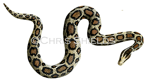 Burmese python (Pythonmolurus bivittatus) RS223