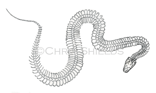 Burmese python skeleton (Pythonmolurus bivittatus) RS221