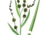 Burr-reed (Branched) Sparganium erectum) BT0119