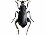 Sexton Beetle (Necrodes littoralis) IN003