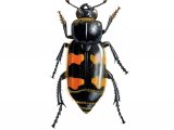 Burying Beetle (Nicrophorus vespillo) IN001