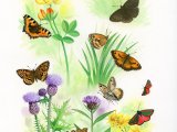 Butterflies & Moths IN001