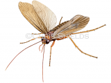 Caddisfly (Anabolia nervosa) IN0102