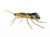 IN031 - Caddis Fly (Limnephilus lunatus)