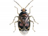 Capsid Bug (Deraeocoris lutescens) IN002