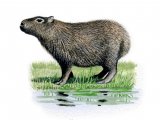 Capybara (Hydrochoerus hydrochaeris) M001