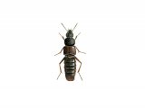 Carrion Beetle (Aleobara curtula) IN003