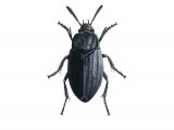 Carrion Beetle (Thanatophilus sinuatus) IN003