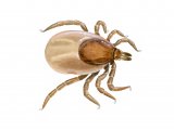 Castor Bean Tick (Ixodes ricinus) fed nymph OS012