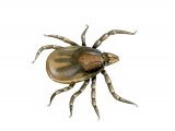 Castor Bean Tick (Ixodes ricinus) nymph OS010