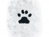 Cat (Domestic) footprints (Felis catus) M004
