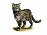 Cat (Feral) Felis catus M002