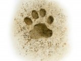 Cat (Domestic) footprints (Felis catus) M003