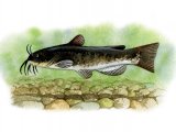 F052 - Catfish (North American Bullhead) Ictalurus nebulosus