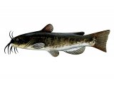 F052 - Catfish (North American Bullhead) Ictalurus nebulosu3