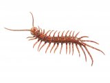 Centipede (Lithobius forficatus) OS001