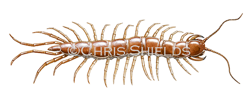 Centipede (Lithobius forficatus) TA002