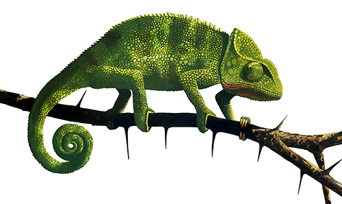 Chameleon (Chamaeleo chamaeleon) R006