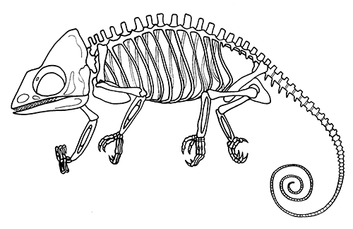 Chameleon Skeleton (Chamaeleo chamaeleon) R004