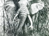 Charging Elephant (Loxodonta africana) M003