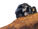 Chimpanzee (Pan troglodytes) M001