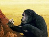 Chimpanzee (Pan troglodytes) M002