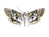 Brown China-mark Moth (Elophila nymphaeata) IN007