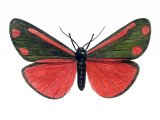 Cinnabar Moth (Tyria jacobaeae) IN002