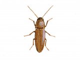 Click Beetle (Agriotes linearis) IN001