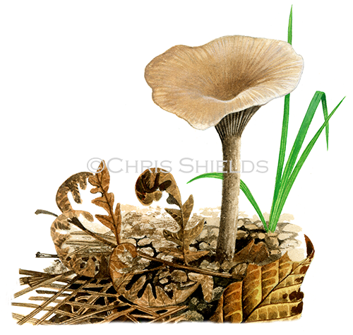Clitocybe vibecina (Mealy Funnel) FU0387