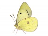 Clouded Yellow (Colias croceus) IN004
