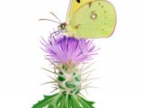 Clouded Yellow (Colias croceus) IN005
