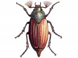 Cockchafer (Melolontha melolontha) IN005