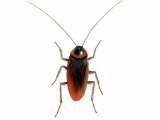 IN060 - Cockroach (Periplaneta americana)