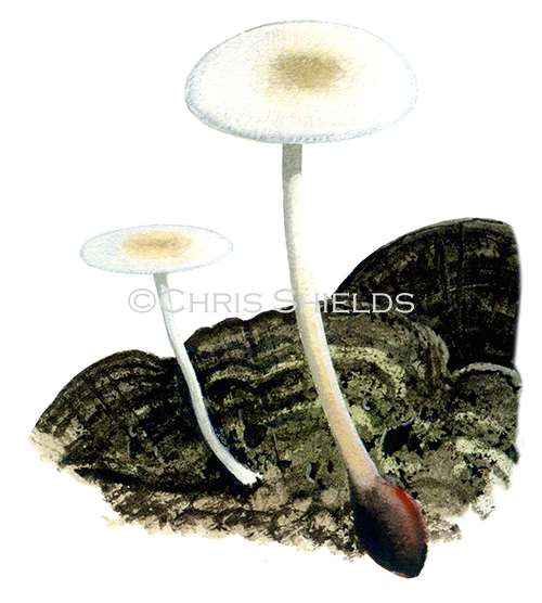 Collybia (Collybia) tuberosa (Lentil Shanklet) FU0392