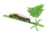 Comma Caterpillar (Polygonia c-album) IN004