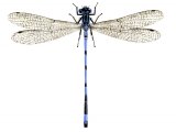 Damselfly (Common Blue) male (Enallagma cyathigerum) IN004