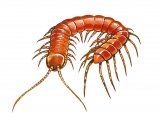 Centipede (Lithobius forficatus) OS003