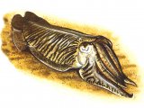 Cuttlefish (Common) Sepia officinalis OS001