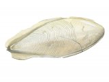 Cuttlefish Bone (Common) Sepia officinalis OS002