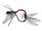 Dragonfly (Common Darter) Sympetrum striolatum IN001