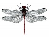 Dragonfly (Common Darter) Sympetrum striolatum IN002