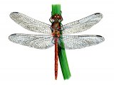 Dragonfly (Common Darter) Sympetrum striolatum IN003
