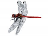 Dragonfly (Common Darter) Sympetrum striolatum IN004