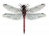 Dragonfly (Common Darter) Sympetrum striolatum IN005