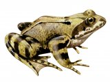 Common Frog (Rana temporaria) RA0134